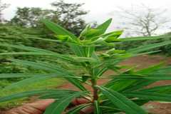 Euphorbia dracunculoides